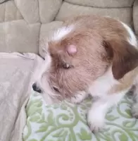 Моисеева Ольга, изображение к комментарию.