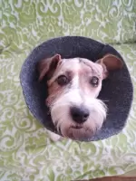 Моисеева Ольга, изображение к комментарию.