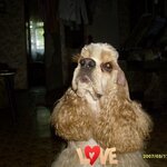 Ольга Юшко-Шишова
