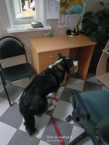 Фотография ГБУ Но Госветуправление Городецкого района 2