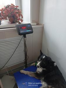 Фотография ГБУ Но Госветуправление Городецкого района 3