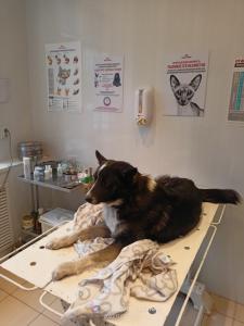 Фотография ГБУ Но Госветуправление Городецкого района 0