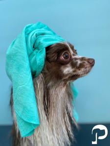 Фотография Груми 5