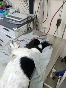 Фотография Ветеринарная клиника 1