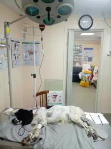 Фотография Ветеринарная клиника 2