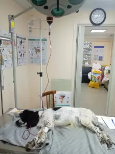 Фотография Ветеринарная клиника 4