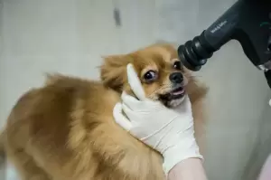 Фотография Доктор Zoo 3