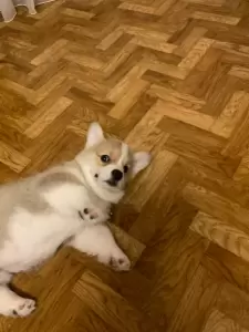 Фотография Умка 1