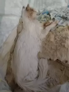 Фотография Здоровый питомец 1